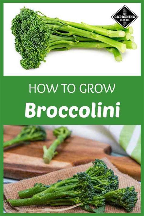 How To Grow Broccolini Gardening Channel