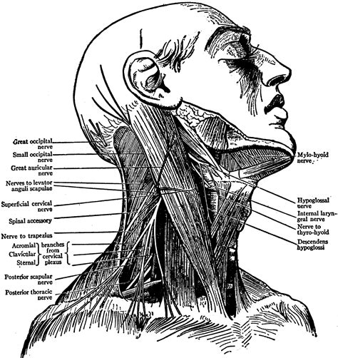Anatomy Of Back Of Neck Posterior Neck Anatomy4 Virginia Wern1974