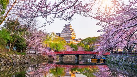 Blossom Castle Himeji Castle Japan Reflection Sakura Spring 4k 5k Hd