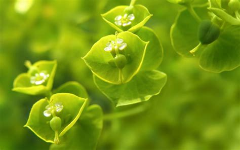 Green Flowers Wallpaper Natural Green Flowers Image Pc 17965