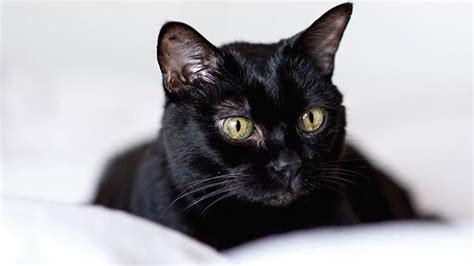 ¿por Qué No Se Adoptan Gatos Negros En Octubre Hogarmania