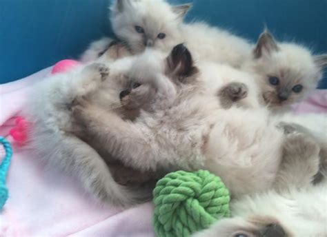 Ragdoll islands is a cattery in cape coral, florida, owned and operated by chérie pierce. Home Raised Ragdoll Kittens for Sale in Miami, Florida ...