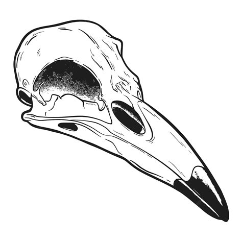 Raven Skull Drawing