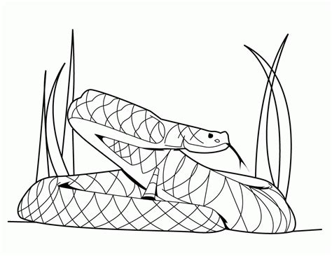 Free Python Coloring Pages Download Free Python Coloring Pages Png