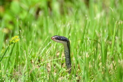 Black Racer Snake Facts And Beyond Biology Dictionary