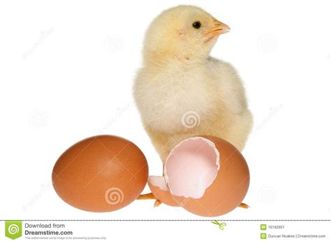 Baby Chicken And Eggs Stock Image Image 16192901