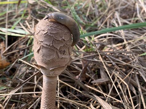 Toadstool Mushroom In The Autumn Deciduous Forest Dangerous Mushrooms