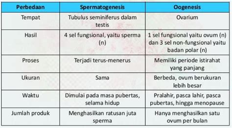 Tabel Perbedaan Spermatogenesis Dan Oogenesis Bintangutama Github Io