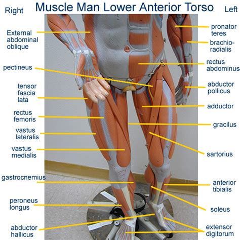 Smalltorsomusclemodelslabeled Head Posterior Arm Model Leg Model