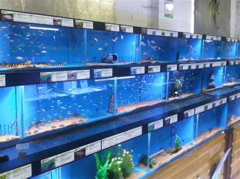 Farnham Maidenhead Aquatics Fish Store Review Tropical Fish Site
