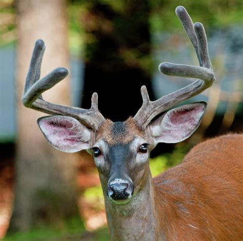 Portrait Of A Whitetail Buck Photograph By Natures Ts Captured