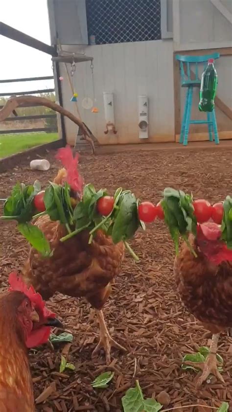 How To Keep Your Chickens Entertained And 3 Diy Toys Video Video