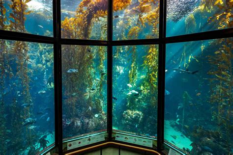 10 Best Aquariums In The Us
