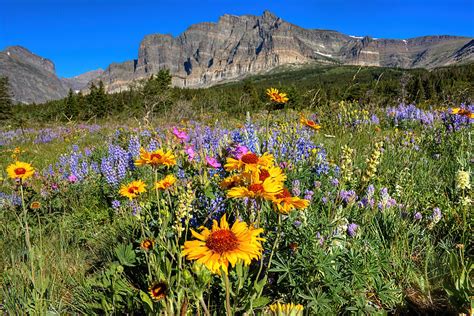 Wildflower Mountain Photograph By James Anderson Pixels