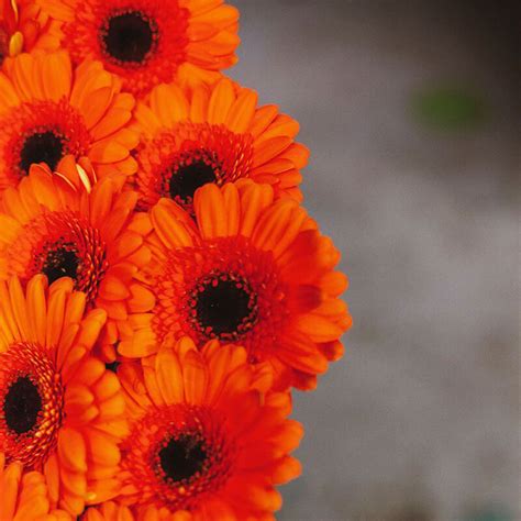 Orange Gerbera 10 Stem Bu Flower Delivery You Floral