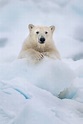 Foto de la película Polar Bear - Foto 1 por un total de 8 - SensaCine.com