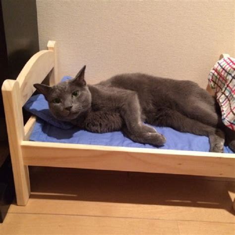 Japanese Cat Lovers Buy Adorable Diy Ikea Cat Beds