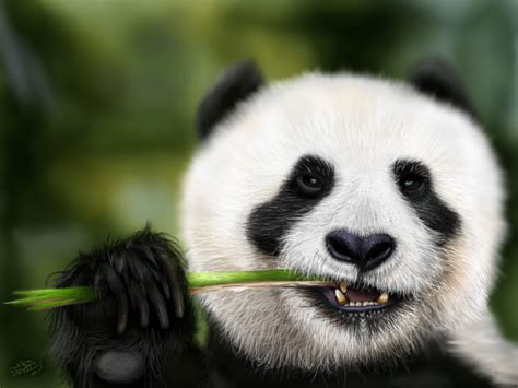 Munching Panda By Digitalchet On Deviantart