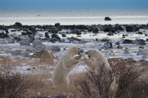 Polar Bears Dancing Sean Crane Photography