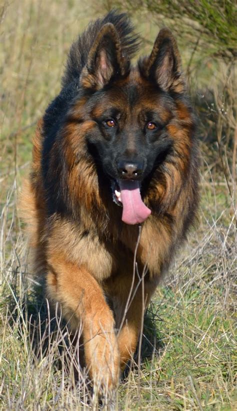 German Shepherd Breed Characteristics Pethelpful