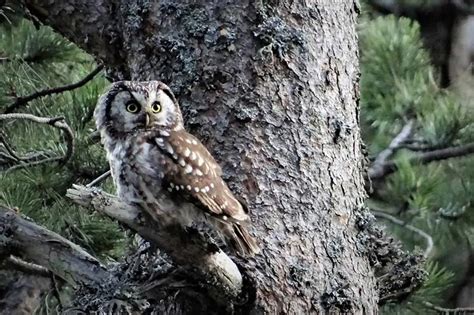 Owls In Alaska 9 Species With Pictures Bird Feeder Hub