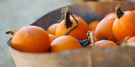 8 Impressive Health Benefits Of Pumpkin | Pumpkin health benefits, Pumpkin benefits, Pumpkin