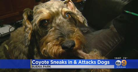 Coyote Kills Dog After Entering Buena Park Home Through Doggie Door