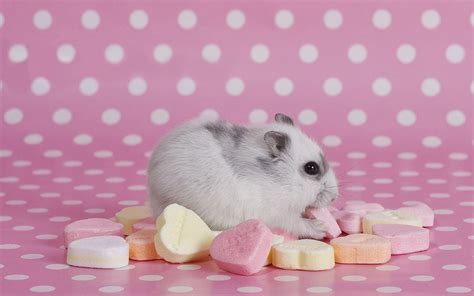 Hamster Wallpapers Hd Beautiful Wallpapers Collection 2014