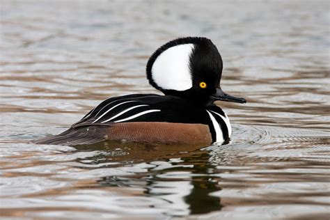 Hooded Merganser Drake Photograph By Craig K Lorenz Fine Art America