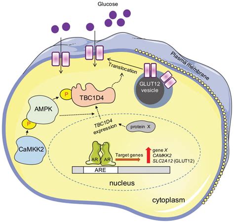 Glut Promotes Prostate Cancer Cell Growth And Is Regulated By