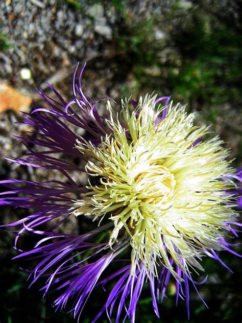 Garden flower identification will help you take the best possible care of your plants. Flower ID: Purple and white - New Mexico - Sacramento ...