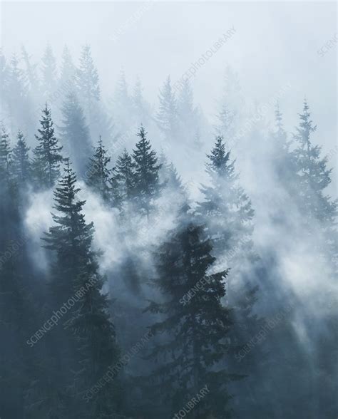 Dawn Mist Over Conifer Forest Stock Image C0146940 Science Photo