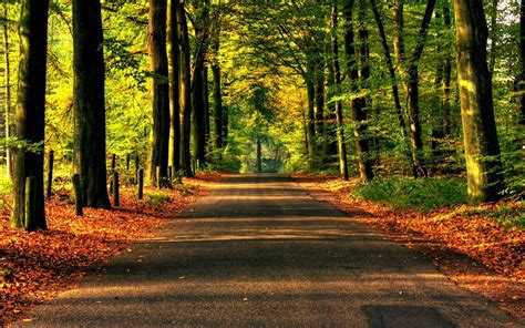 Nature Road Forest Trees Asphalt Road To Forest 1920x1200