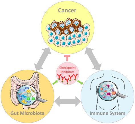 Novel Insights On Gut Microbiota Manipulation And Immune Checkpoint