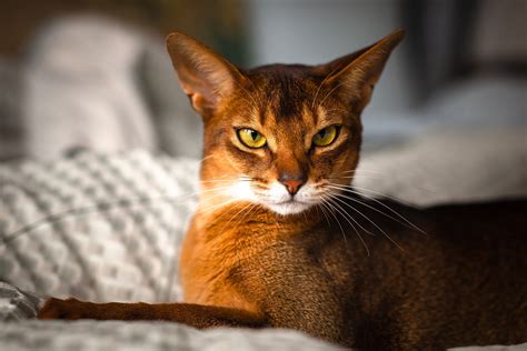 Abyssinian Cat Breed Profile Characteristics And Care