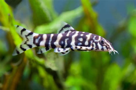 To keep your aquarium inhabitants, fish tanks play an important role for providing a safe place to live. Botia Lohachata | Fish Bazaar