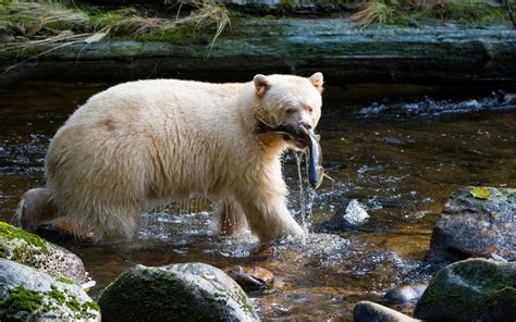 The Kermode Bear Canada World Wildlife Elusive Animals Rough