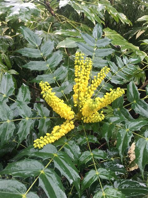 Mahonia X Media Charity Xera Plants