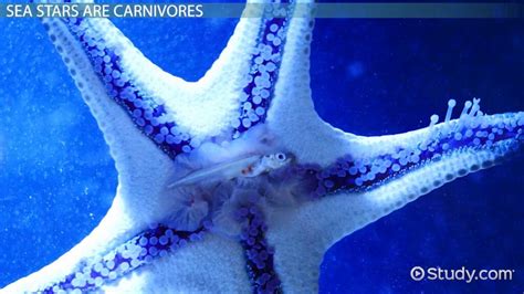 What Do Starfish Eat Lesson For Kids Video And Lesson Transcript