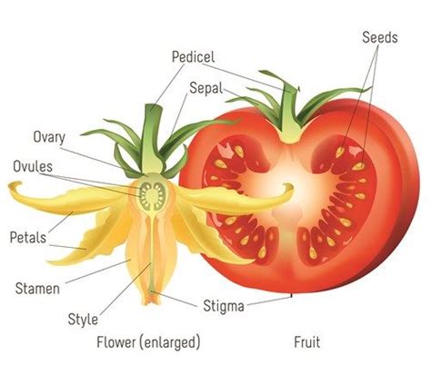 Tomatosphere Tomatosphère The Life Cycle Of A Tomato Plant