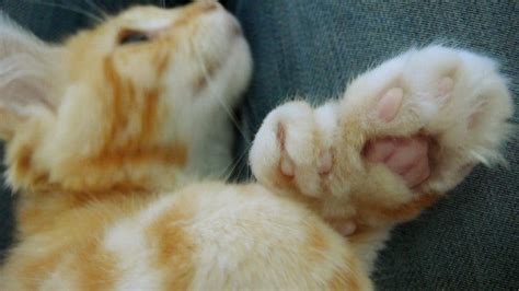 Polydactyl Cats What You Should Know About These Multi