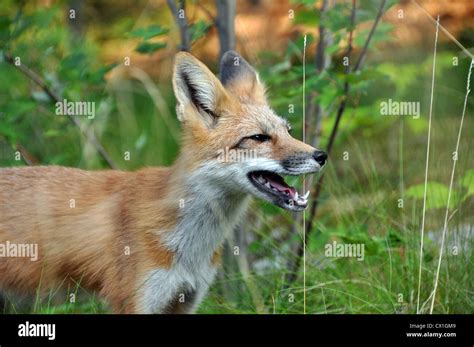 Wild Red Fox Stock Photo Alamy