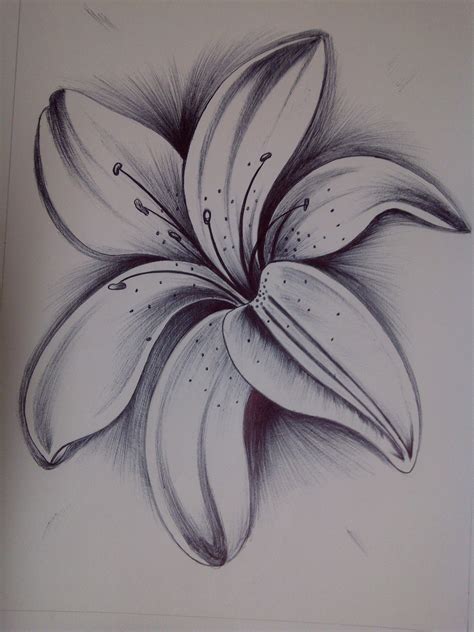 Lily Easy Flower Drawings Pencil Drawings Of Flowers Beautiful Flower