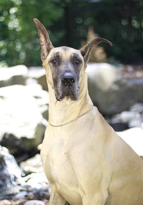 The orijen puppy large formula in particular is a great choice for your great dane puppy because it is formulated to meet the nutritional. Finding a Great Dane Breeder - Finding a Great Dane Puppy ...