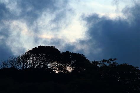 Tree Silhouettes Against Moody Sky Free Stock Photo Public Domain