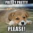 Pretty Please  Sad Puppy Face Meme Generator