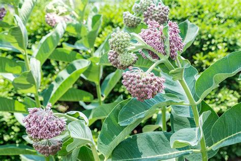 How To Grow Common Milkweed From Cuttings