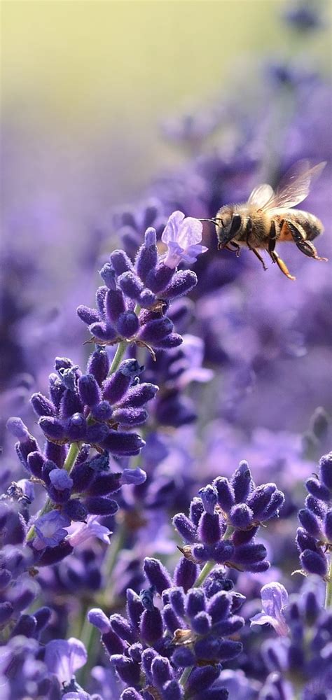 Lavender Bee Bees Flower Hd Phone Wallpaper Peakpx