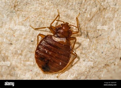 Female Bed Bug Cimex Lectularius Stock Photo Alamy