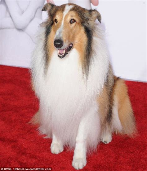 Ryan Seacrest To Help Lassie Make A Comeback Rough Collie Collie Dog
